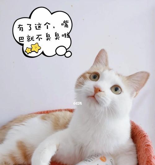 宠物猫能否喝抗病毒颗粒？