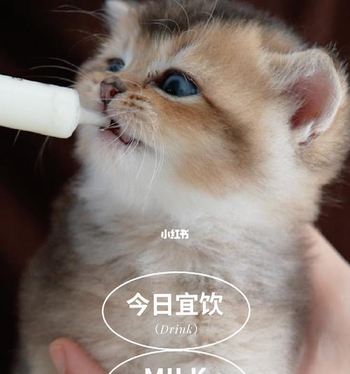 猫咪能否喝牛奶（探讨猫咪喝牛奶的利弊）