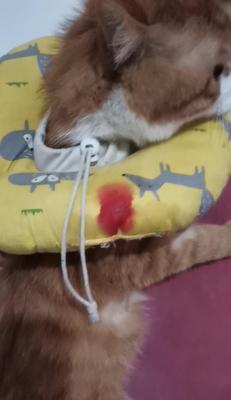 猫咪尿道出血怎么办（一起来了解猫咪尿道出血的症状和治疗方法吧）