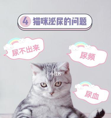 宠物猫咪的尿中出现血水（小猫咪尿血的原因及处理方法）