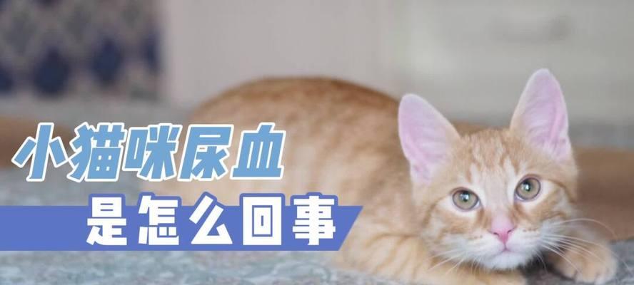 宠物猫咪的尿中出现血水（小猫咪尿血的原因及处理方法）