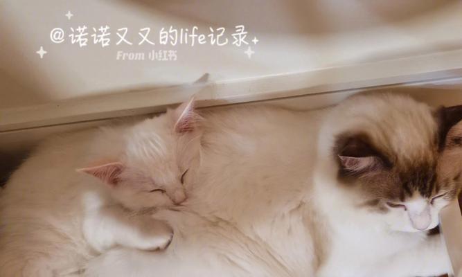 宠物猫咪诺诺快乐生活探秘（从喂养到游戏）