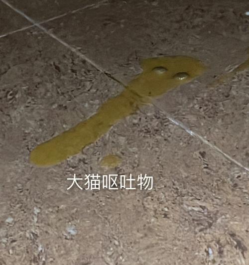 宠物猫咪呕吐白色液体可能的原因（了解猫咪呕吐白色液体）