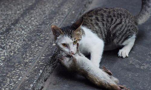 如何解决宠物猫咪呕吐问题（不拉稀的呕吐是怎么回事）