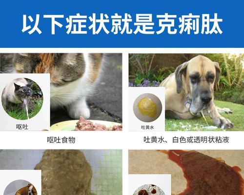 猫咪为什么会呕吐（探究猫咪呕吐的原因与处理方法）