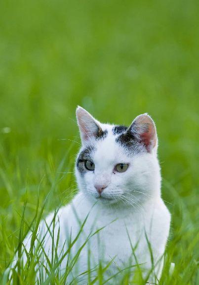 猫咪呕吐黄色和绿色泡沫液体的原因和处理方法（宠物健康必读）