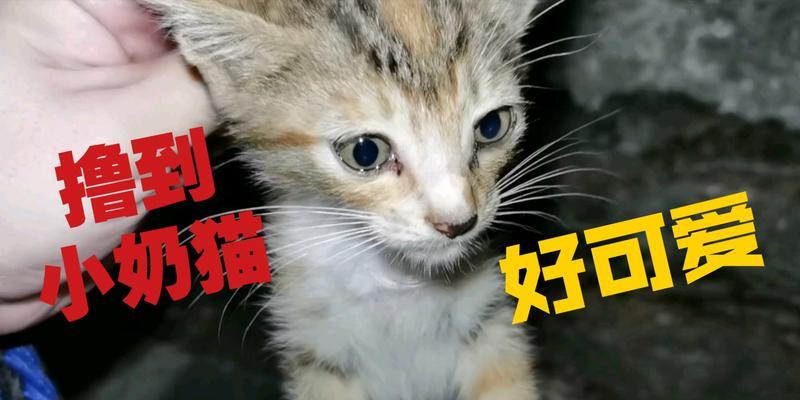 猫咪吃火腿肠的好处与注意事项（为宠物带来的快乐与健康）