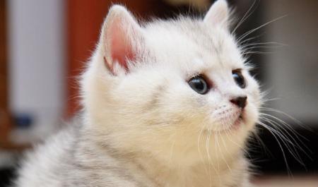 如何帮助宠物猫咪处理偶尔呕吐的问题（应对猫咪偶尔呕吐的有效方法和注意事项）