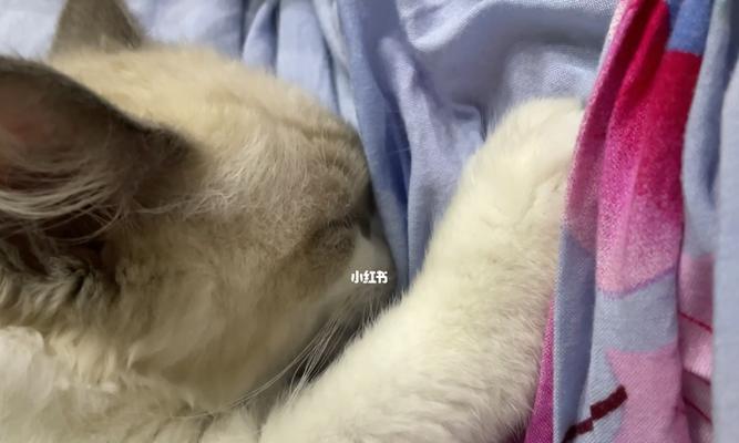 猫咪的奶咪表现与身体语言（以猫咪趴身上踩奶还一直舔为例）