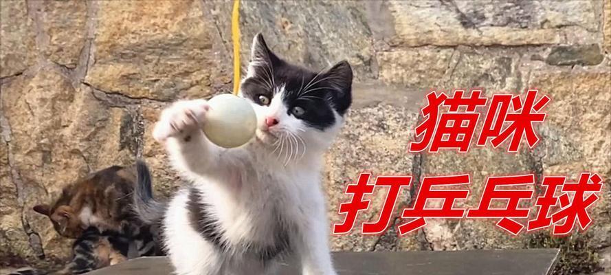 猫咪与乒乓球台的故事（宠物猫的趣事/猫咪与运动场景的碰撞）