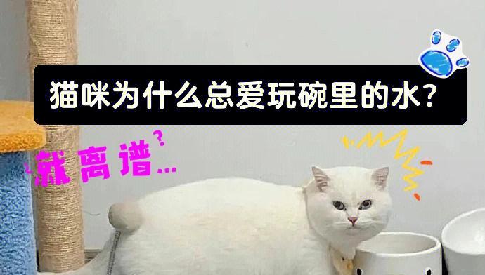 猫咪刨水的真正原因（解析猫咪刨水的行为和动机）