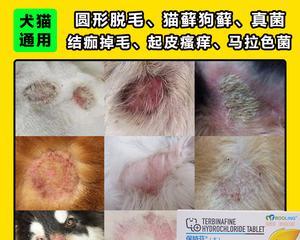 主题：猫咪皮肤病皮肤溃烂之原因、治疗和预防