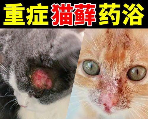 主题：猫咪皮肤病皮肤溃烂之原因、治疗和预防