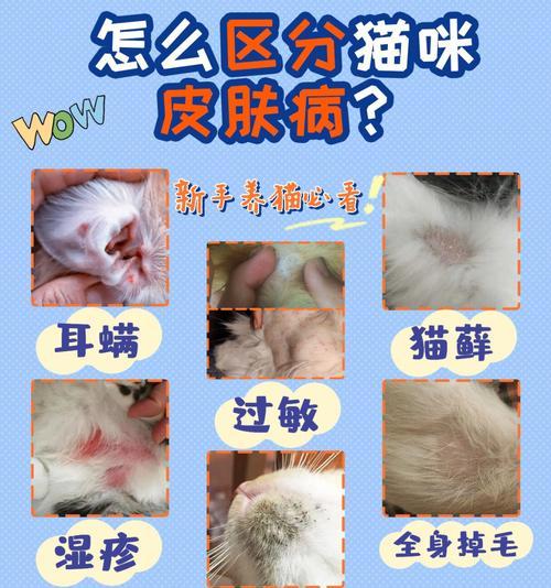 猫咪皮肤病治疗药物全解析（从宠物健康角度出发）