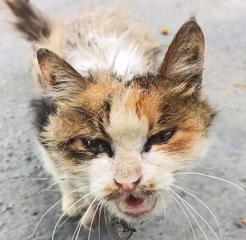 猫咪皮肤干燥脱皮，如何有效防治（营养均衡、适度洗澡和保湿护理）