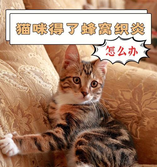 解决猫咪皮炎的有效方法（宠物的健康需我们共同呵护）