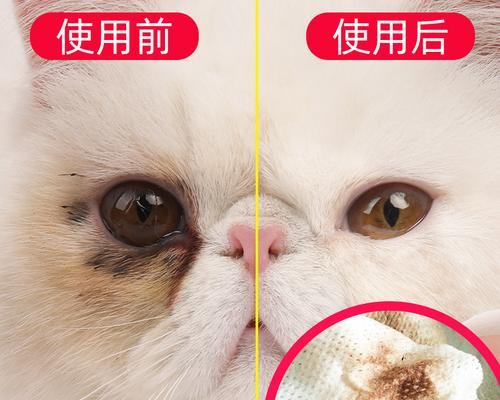 猫咪皮眼红，眼屎多该如何处理（宠物眼部问题）