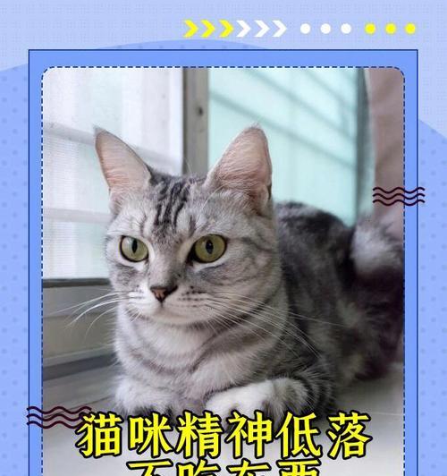 如何给贫血的猫咪补充营养（掌握这些补品）