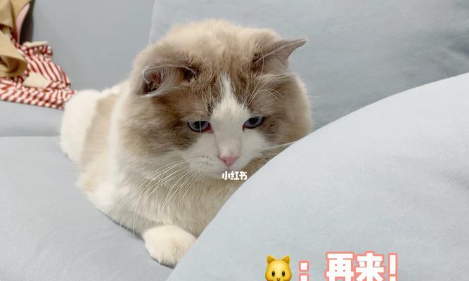 猫咪的安静秘密（揭开猫咪平时不叫的真相）