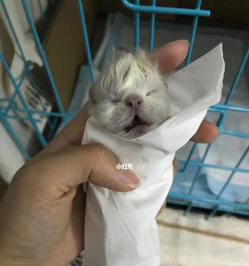 猫咪剖腹产后的护理之道（如何正确护理猫咪剖腹产后的伤口及恢复期）