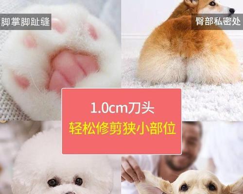 掌握猫咪前后脚掌温度，宠物健康无忧（如何正确测量猫咪前后脚掌温度）