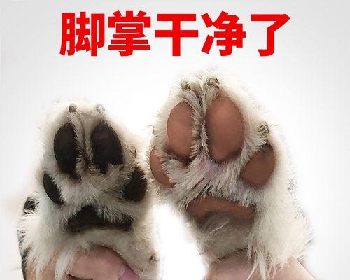 掌握猫咪前后脚掌温度，宠物健康无忧（如何正确测量猫咪前后脚掌温度）