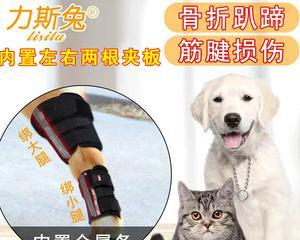 猫咪前爪骨折了还叫怎么办（宠物的健康问题需要及时关注）