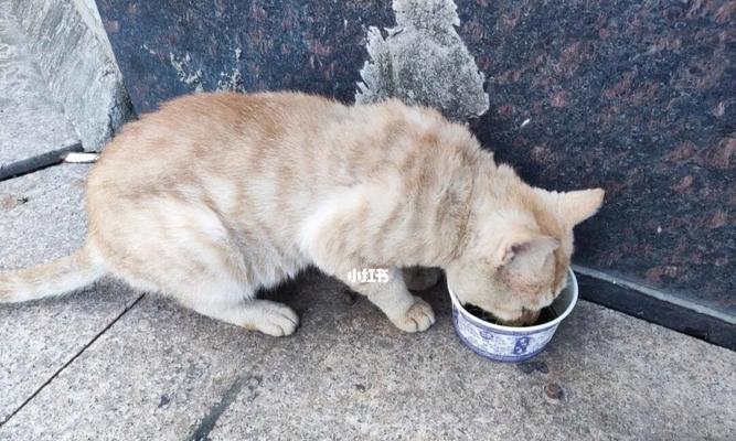 猫咪球虫不能吃饭（关于猫咪球虫的饮食禁忌及防治方法）