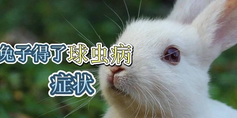 猫咪球虫（猫咪球虫会传染人吗）