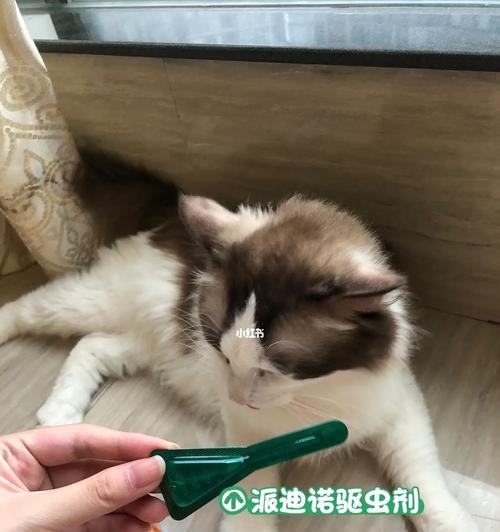 猫咪驱虫，内服好还是外用好（探究宠物驱虫的最佳方式）