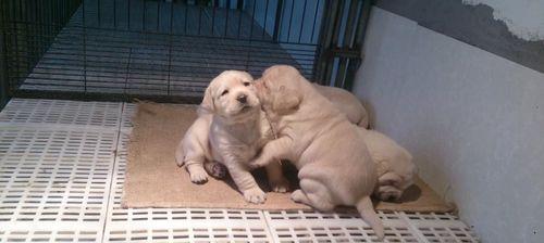 一个月拉布拉多犬的喂养指南（从食物到训练）