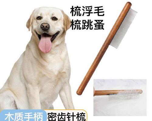 拉布拉多每月体重变化一览表（一只宠物犬的健康成长记录）