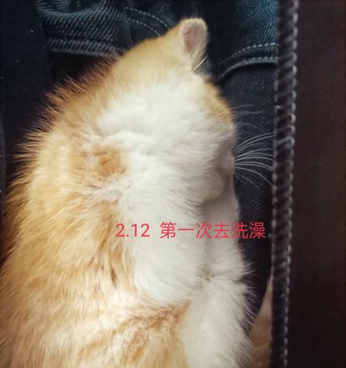 一月时间如何对宠物猫进行便检（详细指南让你了解清楚）