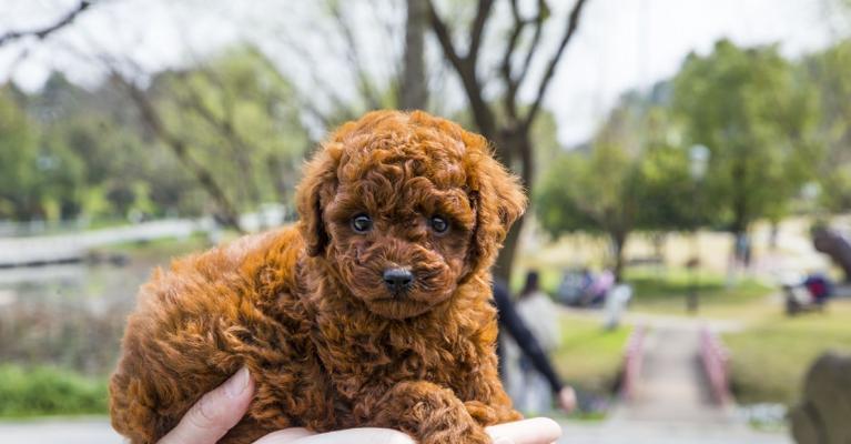 一个月泰迪的寄养问题（如何选择适合宠物的寄养场所）