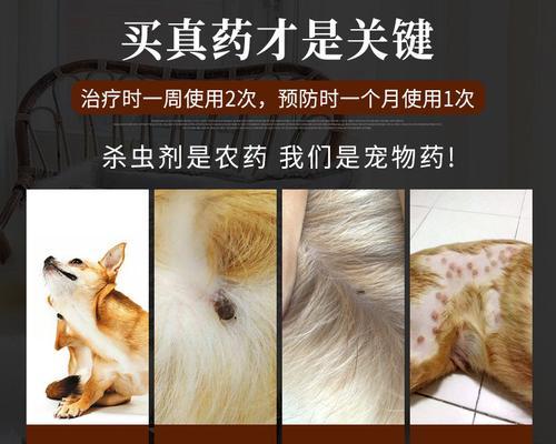 如何有效除去小猫的跳骚病毒（为宠物小猫健康生活加油）