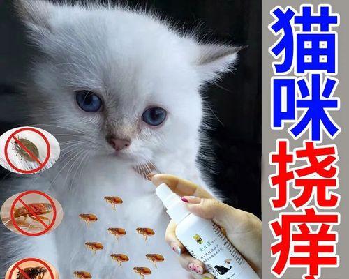 如何有效除去小猫的跳骚病毒（为宠物小猫健康生活加油）