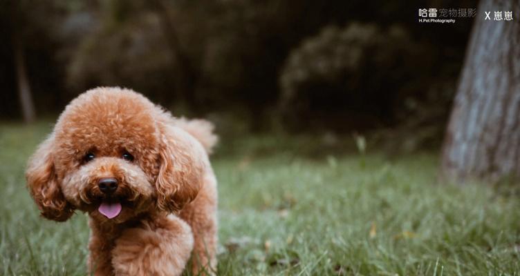 一岁小型泰迪犬一天吃几次（合理安排饮食时间）