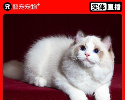 一爪子布偶猫舍——打造温馨宠物乐园（从爪子到心灵——布偶猫舍的细节与热情）