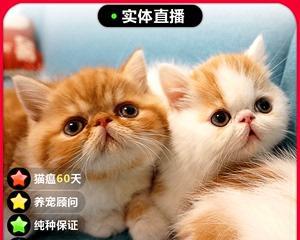 如何给异国短毛猫提供最佳生活环境（照顾异国短毛猫的必备工具清单）