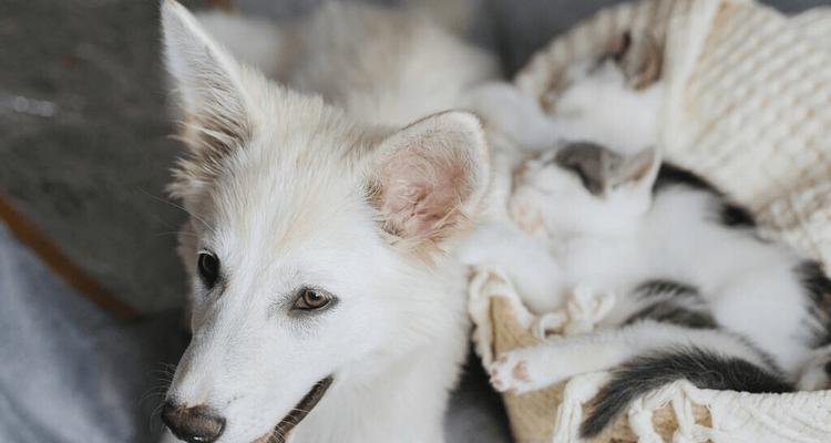 揭秘犬瘟病的成因与预防（让宠物远离犬瘟病的危害）