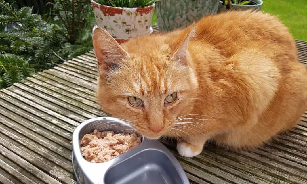 如何应对猫咪长时间不吃饭的问题（探讨宠物猫咪不进食的原因及解决方法）