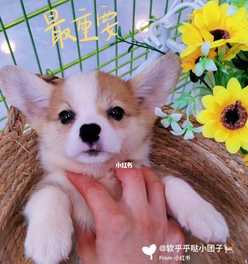 如何养护一只1个月大的柯基幼犬（从喂养到训练）