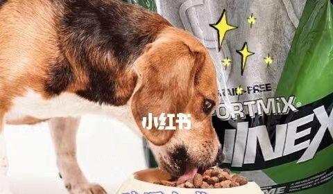 狗狗6个月可以吃成犬狗粮吗（逐步转换+关注营养均衡）