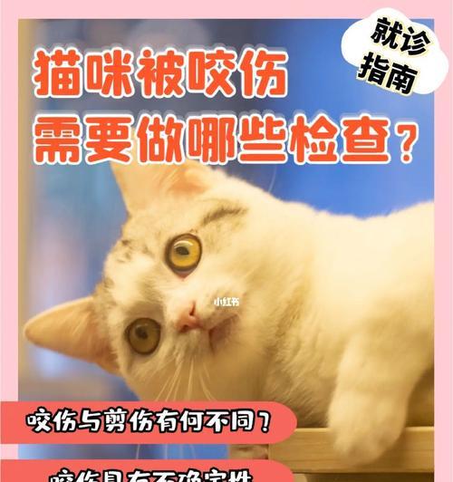 被猫咪咬伤后应该怎么办（从宠物护理、伤口处理到预防）