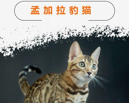 为什么被猫咪抓破不会感觉到痛？