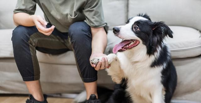 选择适合自己的宠物犬种（以比什么犬种好养为主题的探讨）