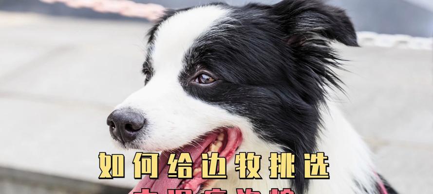 以边牧成犬吃什么狗粮好（为您推荐适合成年边牧的狗粮品牌及注意事项）