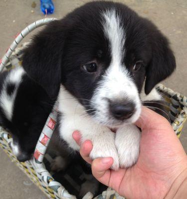 解决边牧犬耳朵不立的问题（让你的边牧犬耳朵挺直如箭）