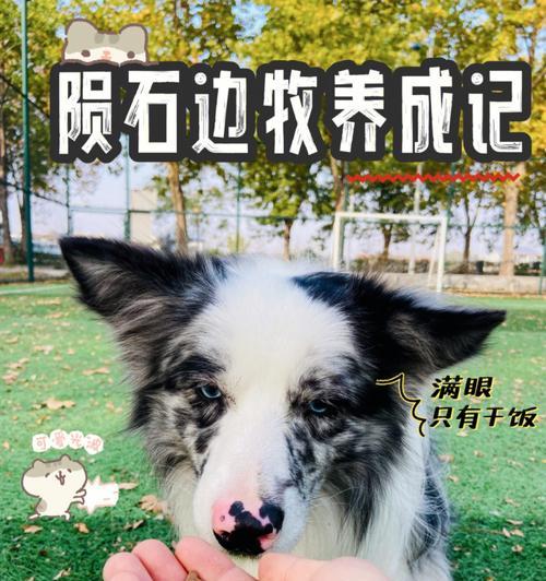 边牧的最佳狗粮选择（为您的爱犬提供全面营养）