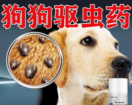 不洗澡怎么给宠物猫去虱子（使用安全有效的方法除虱）